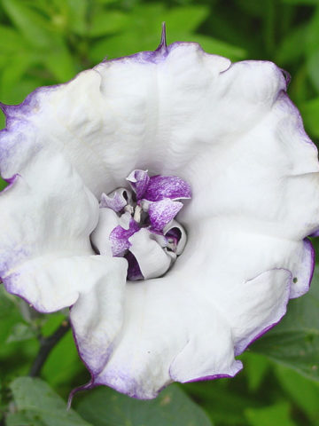 Alternative view of Purple Devils Trumpet Plant (datura metel)