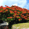 Flamboyant Royal Poinciana Tree (delonix regia)