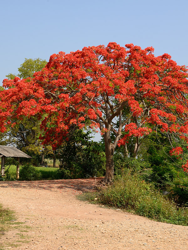 Flamboyant Royal Poinciana Tree Delonix Regia Urban Perennials