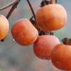 American Persimmon Tree (diospyros virginiana)