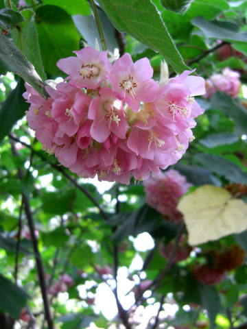 Alternative view of Giant Pink Ball Tree (dombeya wallichii)