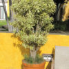 Song of India Shrub ( dracaena variegata)