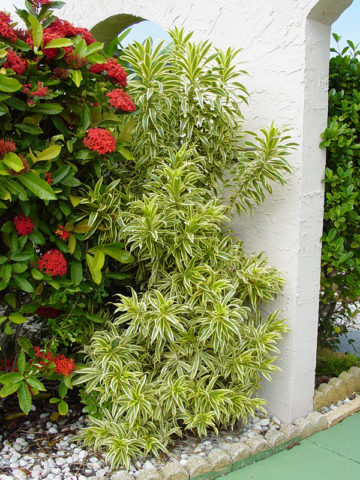 Alternative view of Song of India Shrub ( dracaena variegata)
