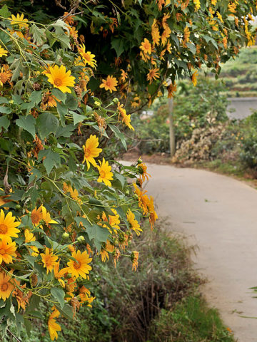 Alternative view of Sunflower Daisy Tree (tithonia diversifolia)