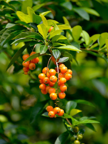 Alternative view of Sapphire Showers Honey Drops Plant (duranta erecta)