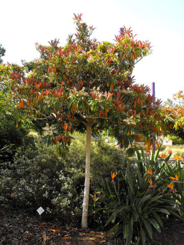 Alternative view of Bronze Leaf Loquat Tree (eriobotrya deflexa)