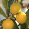 Japanese Loquat Plum Tree (eriobotrya japonica)