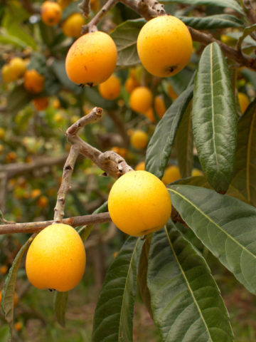 Alternative view of Japanese Loquat Plum Tree (eriobotrya japonica)