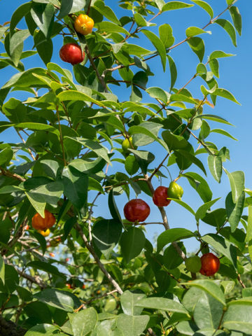 Alternative view of Surinam Cherry Hedge Plant (eugenia uniflora)