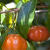 Surinam Cherry Hedge Plant (eugenia uniflora)