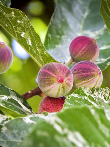 Alternative view of Colorful Clown Fig Tree (ficus aspera parcelli)