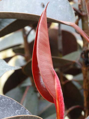 Alternative view of Burgundy Rubber Tree (ficus elastica)