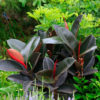 Burgundy Rubber Tree (ficus elastica)
