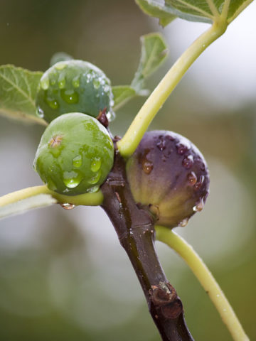 Alternative view of Black Mission Fig Tree (ficus carica)