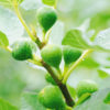 Juicy Chicago Hardy Fig Tree (ficus carica)