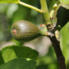 Huge Hybrid Celeste Fig Tree (ficus carica)