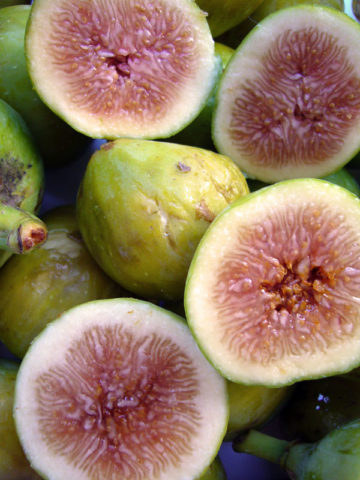 Alternative view of Desert King Fig Tree (ficus carica)