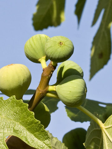 Alternative view of Ischia Golden Fig Tree (ficus carica)