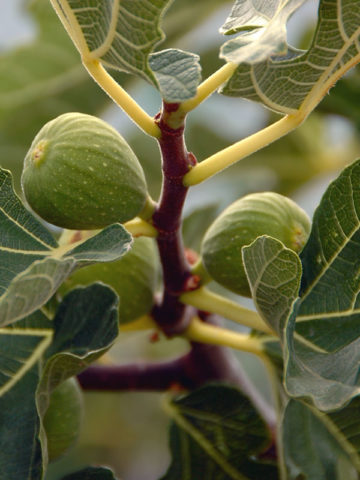 Alternative view of Kadota Fig (ficus carica)