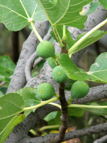 Alternative view of Italian Honey Fig Lattarulla Fig Tree (ficus carica)