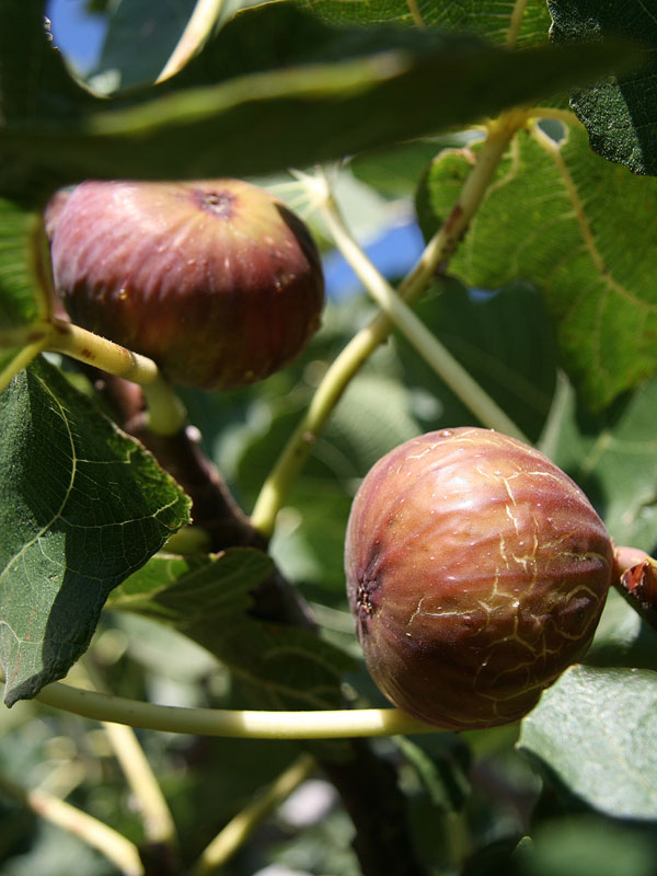 Magnolia Fig Plantation et Soins