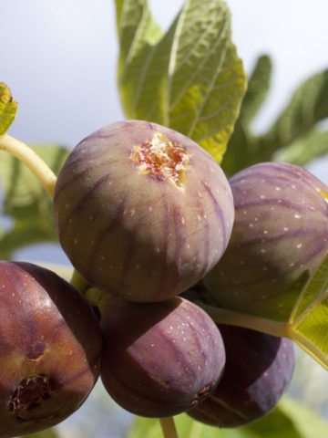 Alternative view of Best for Planters Petite Negri Fig Tree (ficus carica)