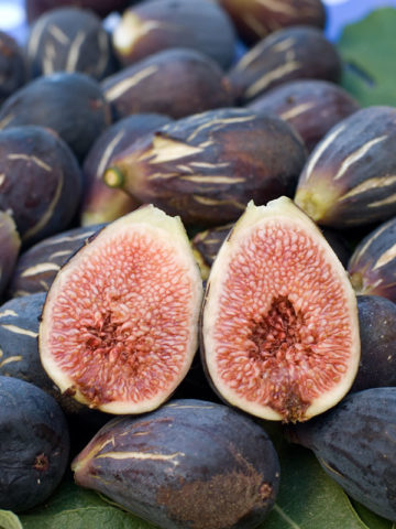 Alternative view of Purple LSU Fig Tree (ficus carica)