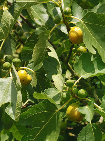 Alternative view of Very Popular, Sweet Yellow Long Neck Fig Tree (ficus carica)