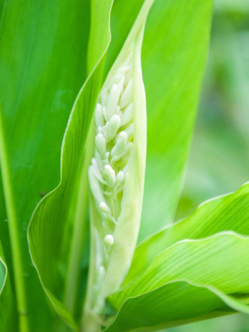 Alternative view of Lg. Galangal Asian Cooking Ginger Plant (alpinia galanga)