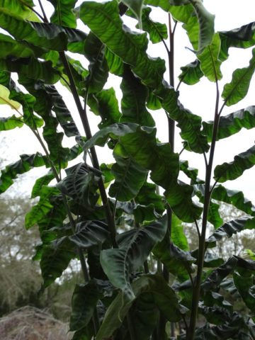 Alternative view of Lg. Ruffled Tropical Tiger Ginger Plant (alpinia hainan rugosa)