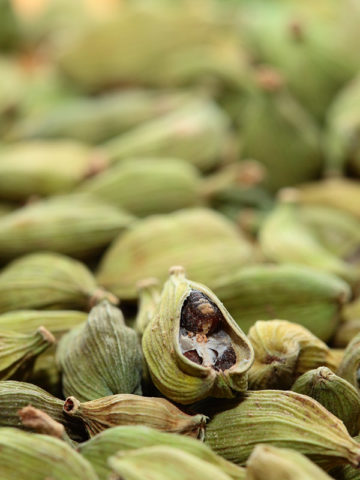 Alternative view of Asian Spice Ginger Plant (ammonium cardamom)