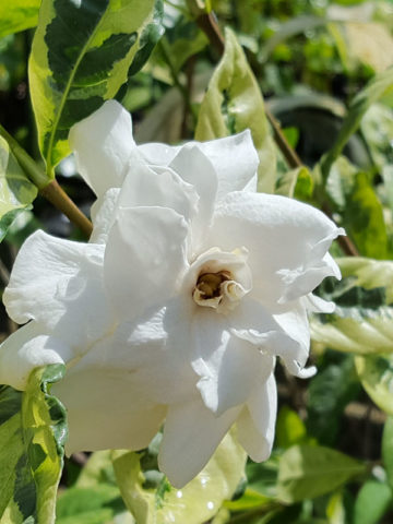 Alternative view of Gardenia Augusta Glacier Plant (gardenia jasminoides)