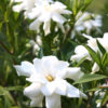 Gardenia Frost Proof Plant (gardenia jasminoides)