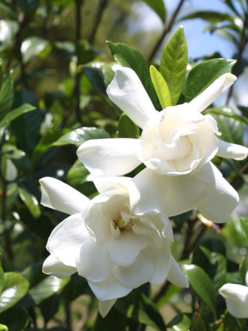 Alternative view of 4 Plant, Gardenia Plant Mix (gardenia jasminoides)