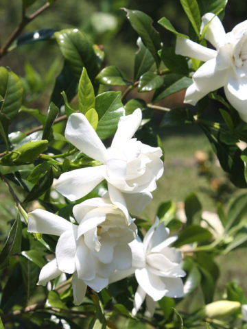 Alternative view of Everblooming Gardenia Veitchii Plant (gardenia jasminoides)