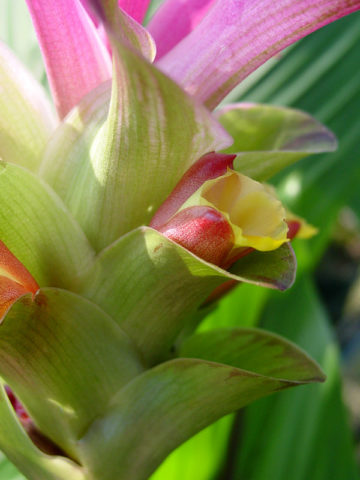 Alternative view of Aeruginosa Hidden-lily Ginger Plant (curcuma sp)