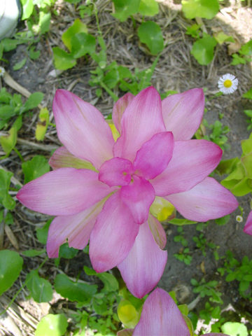 Alternative view of Domestica Hidden-lily Ginger Plant (curcuma sp)