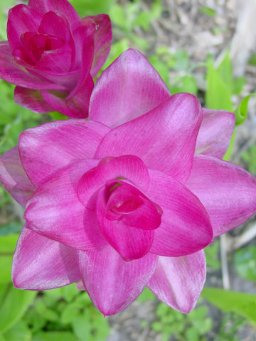 Alternative view of Elata Hidden-lily Ginger Plant (curcuma sp)