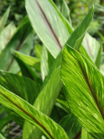Alternative view of Gold Dust Hidden-lily Ginger Plant (curcuma sp)