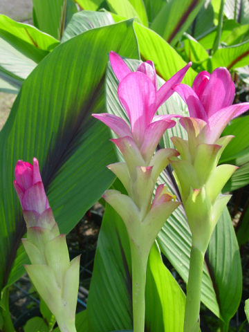 Alternative view of Hot Lips Hidden-lily Ginger Plant (curcuma sp)