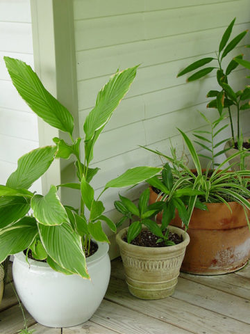 Alternative view of Petiolata Emperor Hidden-lily Ginger Plant (curcuma sp)