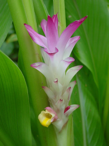 Alternative view of Petiolata Hidden-lily Ginger Plant (curcuma sp)