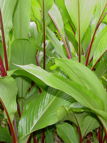 Alternative view of Rubescens Hidden-lily Ginger Plant (curcuma sp)
