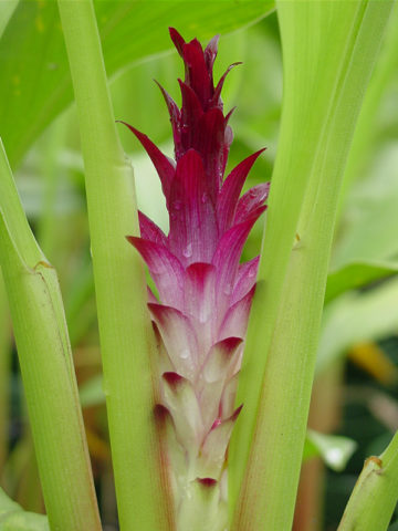 Alternative view of Yunnanchibe Hidden-lily Ginger Plant (curcuma sp)