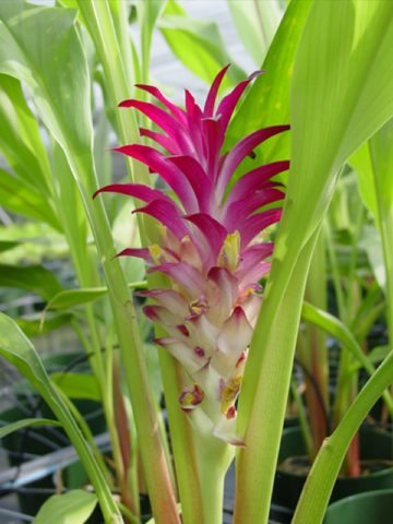 Alternative view of Zedoaria Hidden-lily Ginger Plant (curcuma sp)