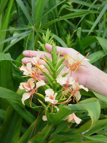 Alternative view of Lg. Orange Pincushion Butterfly Ginger Plant (hedychium coccineum)