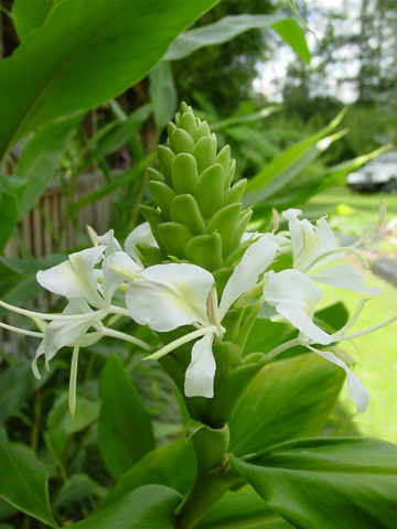 Alternative view of Lg. Purest White Butterfly Ginger Plant (hedychium coronarium)