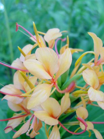 Alternative view of Lg. Double Eagle Butterfly Ginger Plant (hedychium sp)