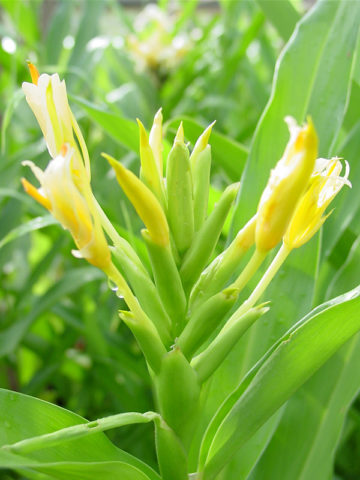 Alternative view of Lg. Daniel Weeks Butterfly Ginger Plant (hedychium sp)