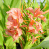 Lg. Elizabeth Pink Butterfly Ginger Plant (hedychium sp)